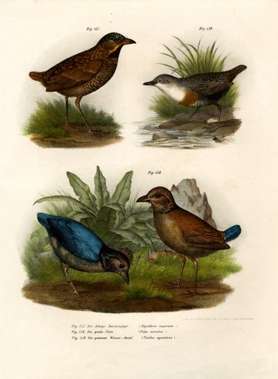 Antpitta by German School